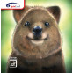 Spinlord Quokka Anti Table Tennis Rubber